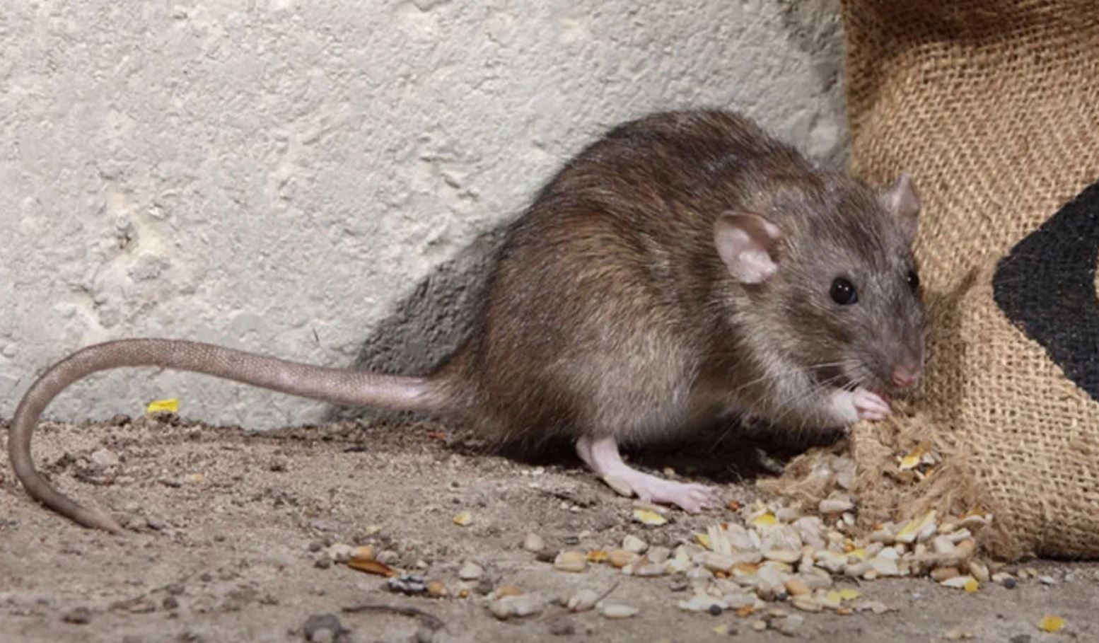 фото: Профессиональная дератизация в Колпино: <br/>+7-909-173-42-96