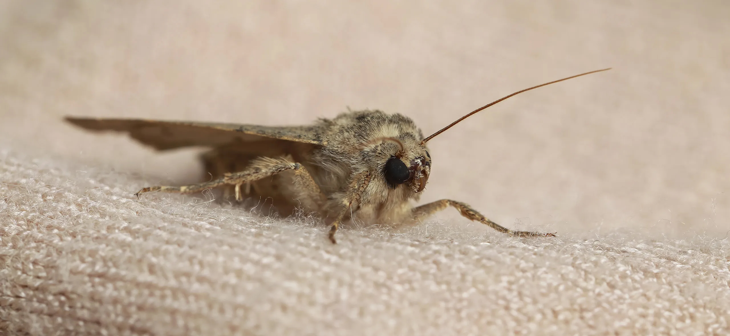 фото: Профессиональная обработка от моли в Колпино: <br/>+7-909-173-42-96